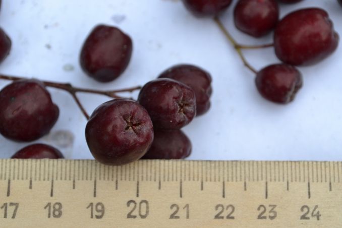 Šermukšnio ir gudobelės hibrido ‘Granatnaja‘ vaisiai stambūs, tamsūs ir skanūs.