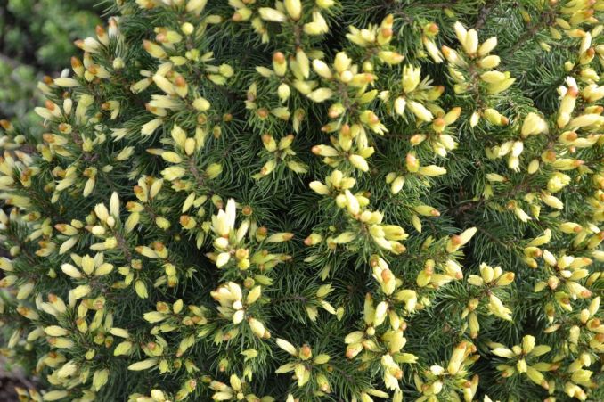 Eglutė ‘Maigold‘ ypač puošni pavasarį, kai pasidabina kreminės spalvos jaunais ūgliais.