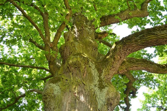 Dideli ąžuolai, kaip šis M.Daukšos ąžuolas Kėdainiuose, užauga tik derlingose vietose, o nepalankiomis sąlygomis nebūna aukšti.