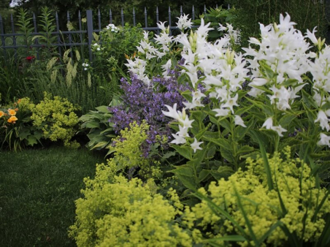 Katilėlis Campanula latifolia ‘Alba’