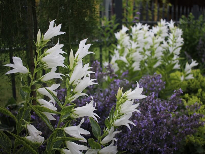 Katilėlis Campanula latifolia ‘Alba’ir katžolė