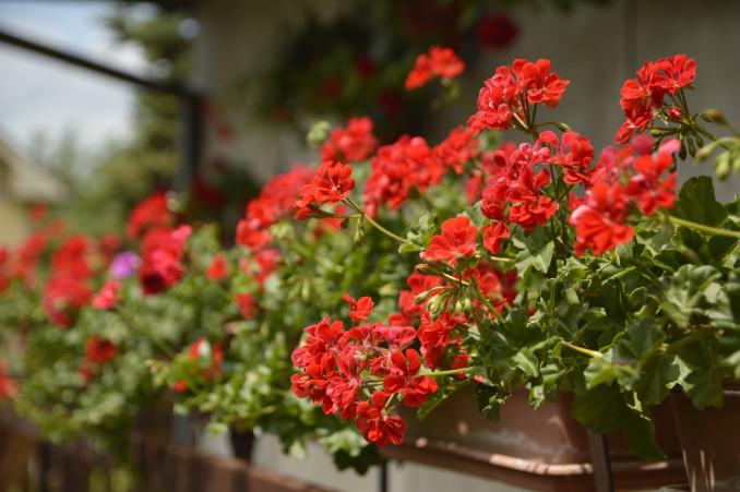 Raudona pelargonija
