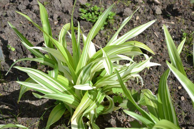 Yra viendienių ne vien žaliais, bet ir margais lapais. Nuotraukoje rusvoji viendienė 'Variegata'.