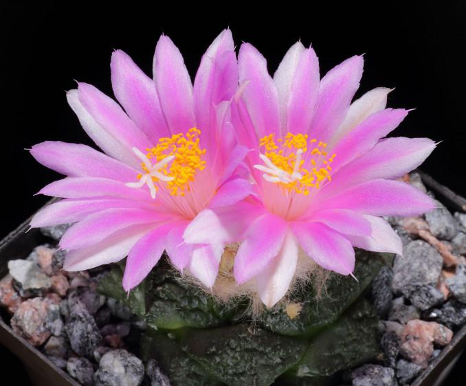 Dubusis ariokarpas