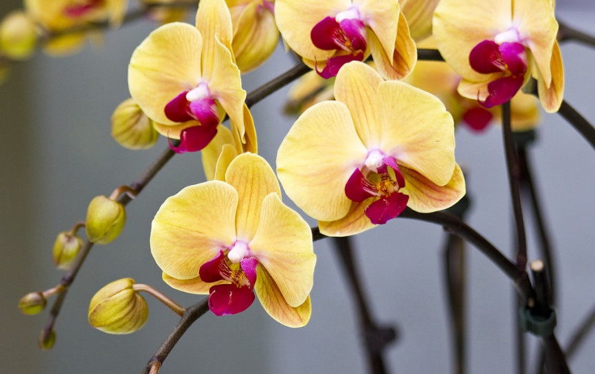 Красно желтая орхидея. Фаленопсис Ямайка. Орхидея фаленопсис Ямайка. Орхидея фаленопсис Jamaica. Фаленопсис Denebola.