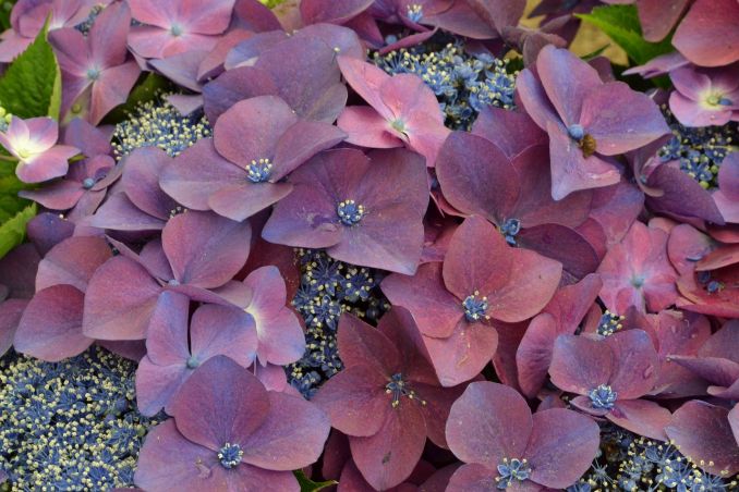 Net sunku patikėti, kad šie didžialapės hortenzijos 'Kardinal Violet' žiedynai yra tikri. Ji tikrai labai puošni, bet lepi.