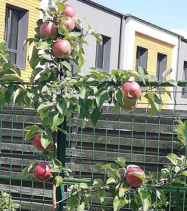 Kad dekoratyvumas būtų vienodas, rinkitės vienodos veislės obelis.