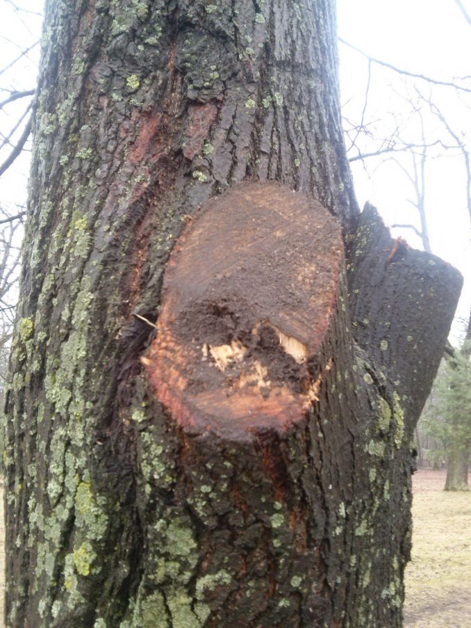 Nupjautos medžio šakos žaizdos nereikia niekuo užtepti, o čia dar vienas nevykęs bandymas tepti purvu, kuris tik pablogina situaciją.