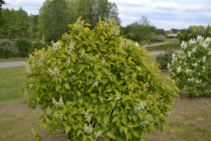 Alyvos geltonais lapai 'Aurea'