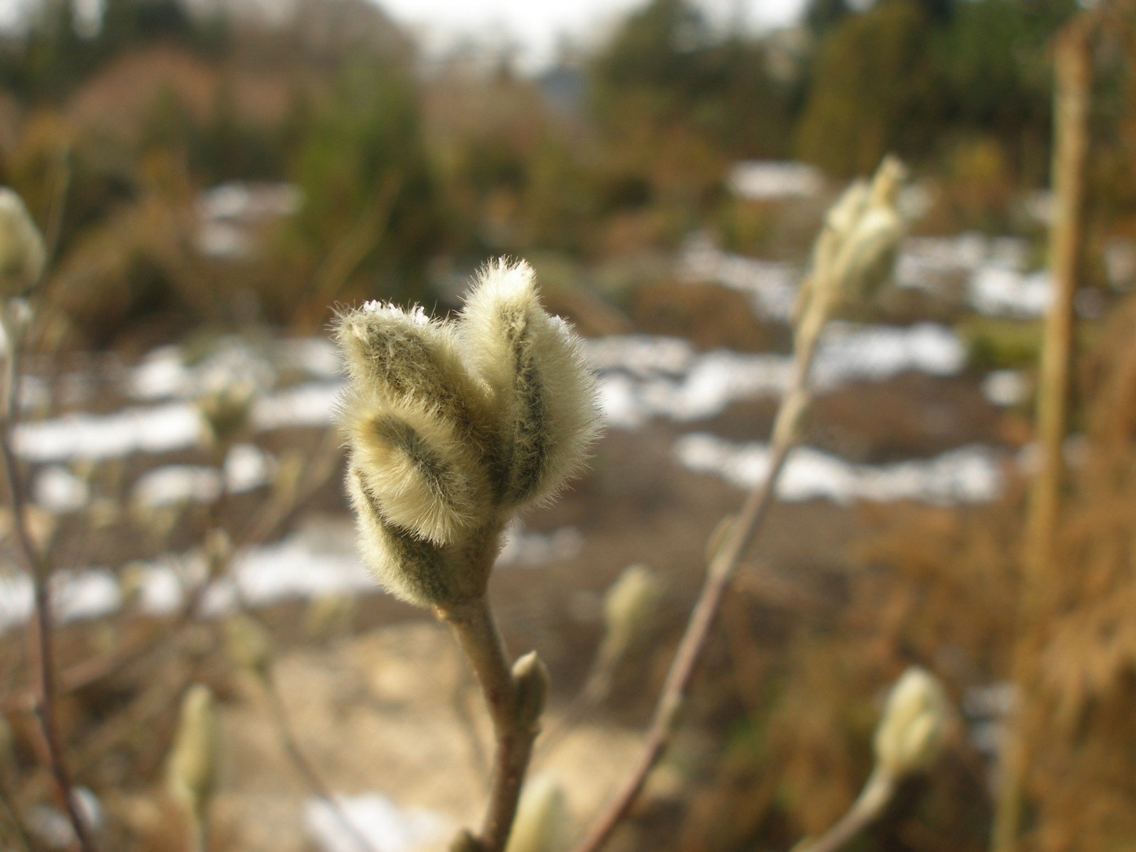 Magnolijų pumpurai nuo šalčio būna apsaugoti tarsi 