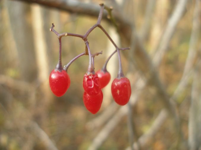 Karklavijo uogos atrodo skaniai, nors iš tiesų jos nuodingos.