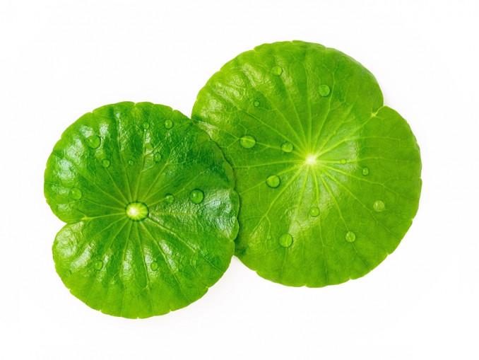 Cicos (Centella Asiatica) nauda veido ir kūno odai