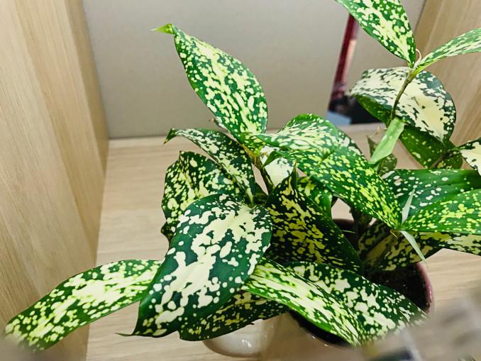 Kvapioji dracena
