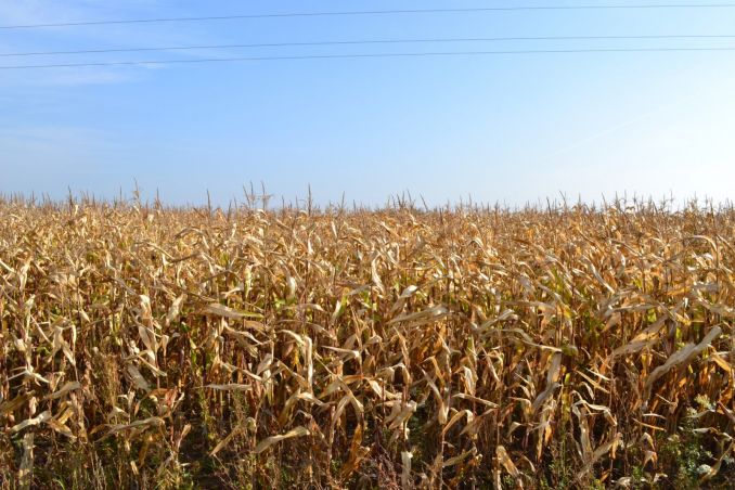 Kukurūzų laukas Marijampolės rajone. Iš šių augalų bus surinktos sėklos kitų metų derliui, o kukurūzų sirupas pas mus, deja,  negaminamas.