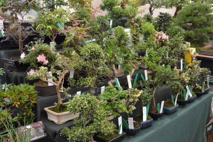 Bonsai medelių galima įsigyti sodo prekių ir gėlių parduotuvėse ar augalų mugėse.