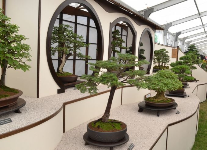Lietuvoje bonsai medelių parodos būna itin retos, nes tai brangus malonumas, dažniausiai juos galima pamatyti tik užsienyje parodose.