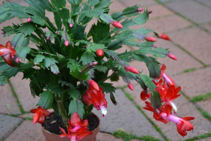 Žiemą žydi plokštenis (Schlumbergera), dar vadinamas kalėdiniu kaktusu.