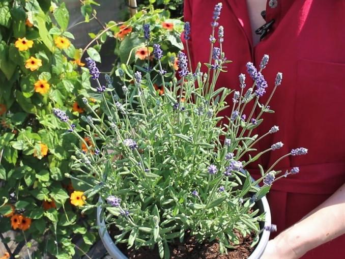 Levanda ‘Angustifolia’ augs saulėtoje vietoje ir turėtų sėkmingai išžiemoti