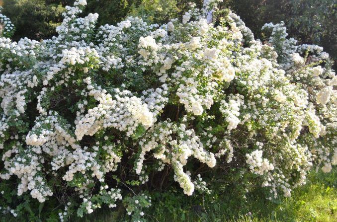 Niponinė lanksva ‘Snowmound’.