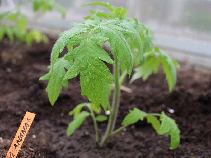 Pomidorus sodinant guldant, jų šaknys užima daugiau vietos